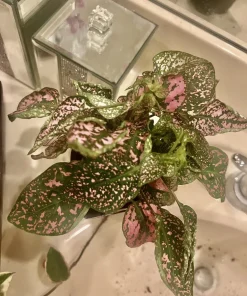 Polka Dot Plant Live Plant – Medium Hypoestes Phyllostachya Potted Houseplant Indoor - Image 10