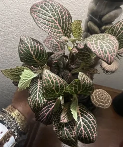 Polka Dot Plant Live Plant – Medium Hypoestes Phyllostachya Potted Houseplant Indoor - Image 2