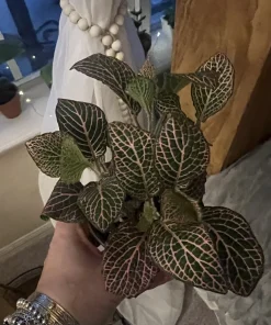 Polka Dot Plant Live Plant – Medium Hypoestes Phyllostachya Potted Houseplant Indoor - Image 3