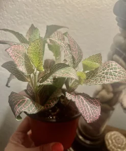 Polka Dot Plant Live Plant – Medium Hypoestes Phyllostachya Potted Houseplant Indoor - Image 4
