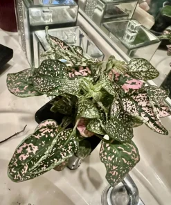 Polka Dot Plant Live Plant – Medium Hypoestes Phyllostachya Potted Houseplant Indoor - Image 5
