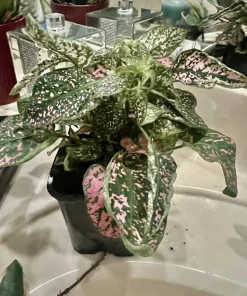 Polka Dot Plant Live Plant – Medium Hypoestes Phyllostachya Potted Houseplant Indoor - Image 6
