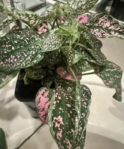 Polka Dot Plant Live Plant – Medium Hypoestes Phyllostachya Potted Houseplant Indoor - Image 7