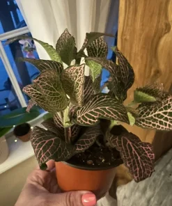 Polka Dot Plant Live Plant – Medium Hypoestes Phyllostachya Potted Houseplant Indoor - Image 8