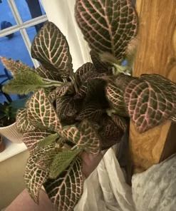 Polka Dot Plant Live Plant – Medium Hypoestes Phyllostachya Potted Houseplant Indoor - Image 9