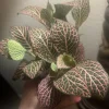 Polka Dot Plant Live Plant – Medium Hypoestes Phyllostachya Potted Houseplant Indoor - Image 1