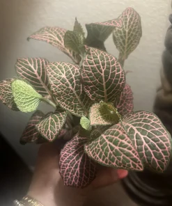 Polka Dot Plant Live Plant – Medium Hypoestes Phyllostachya Potted Houseplant Indoor - Image 1