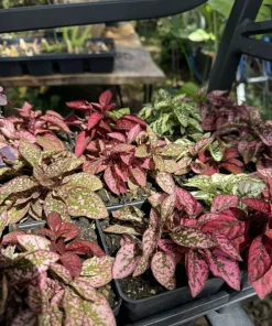 Polka Dot Plants Live - Colorful Hypoestes Indoor & Outdoor Foliage Plant - Image 2