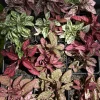 Polka Dot Plants Live - Colorful Hypoestes Indoor & Outdoor Foliage Plant - Image 1