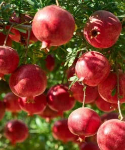 Pomegranate Live Plant - Sweet Red Fruit Bearing Tree for Garden - 4 to 6 Inch Tall - Image 2