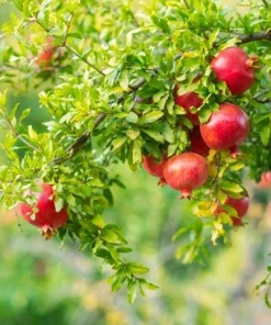 Pomegranate Live Plant - Sweet Red Fruit Bearing Tree for Garden - 4 to 6 Inch Tall - Image 3