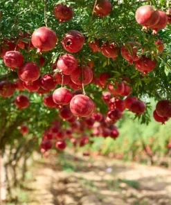 Pomegranate Live Plant - Sweet Red Fruit Bearing Tree for Garden - 4 to 6 Inch Tall - Image 4