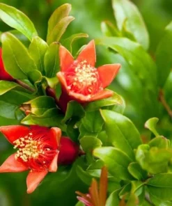 Pomegranate Live Plant - Sweet Red Fruit Bearing Tree for Garden - 4 to 6 Inch Tall - Image 5