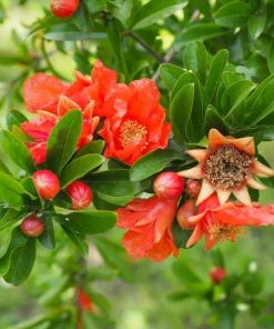 Pomegranate Live Plant - Sweet Red Fruit Bearing Tree for Garden - 4 to 6 Inch Tall - Image 6