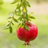 Pomegranate Live Plant - Sweet Red Fruit Bearing Tree for Garden - 4 to 6 Inch Tall - Image 1