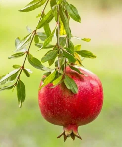 Pomegranate Live Plant - Sweet Red Fruit Bearing Tree for Garden - 4 to 6 Inch Tall - Image 1