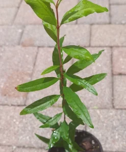 Pomegranate Live Tree – 15 Inches Tall Fruit Plant – Punica Granatum – Healthy Starter - Image 2