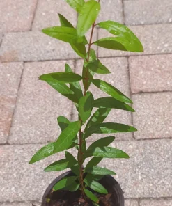 Pomegranate Live Tree – 15 Inches Tall Fruit Plant – Punica Granatum – Healthy Starter - Image 3