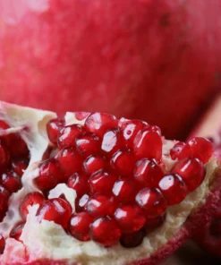 Pomegranate Live Tree – 15 Inches Tall Fruit Plant – Punica Granatum – Healthy Starter - Image 4