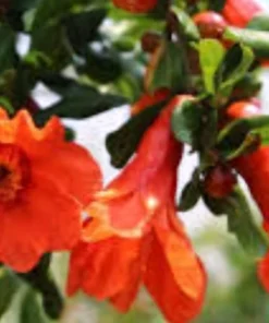 Pomegranate Live Tree – 15 Inches Tall Fruit Plant – Punica Granatum – Healthy Starter - Image 5