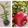 Pomegranate Live Tree – 15 Inches Tall Fruit Plant – Punica Granatum – Healthy Starter - Image 1