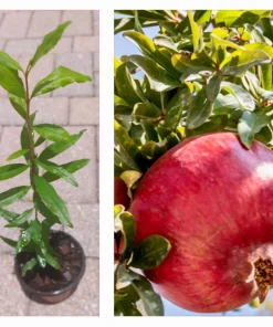 Pomegranate Live Tree – 15 Inches Tall Fruit Plant – Punica Granatum – Healthy Starter - Image 1