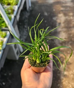 Pony Tail Palm Live Plant - Beaucarnea Recurvata - 2in Pot - Indoor Succulent - Image 2