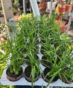 Pony Tail Palm Live Plant - Beaucarnea Recurvata - 2in Pot - Indoor Succulent - Image 3
