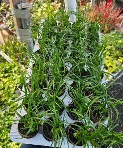 Pony Tail Palm Live Plant - Beaucarnea Recurvata - 2in Pot - Indoor Succulent - Image 4