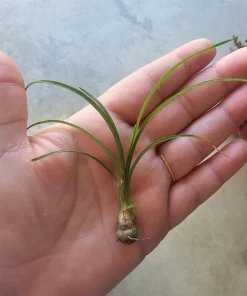 Pony Tail Palm Live Plant - Beaucarnea Recurvata - 2in Pot - Indoor Succulent - Image 5
