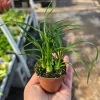 Pony Tail Palm Live Plant - Beaucarnea Recurvata - 2in Pot - Indoor Succulent - Image 1
