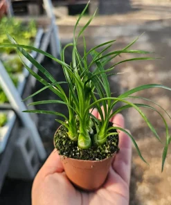 Pony Tail Palm Live Plant - Beaucarnea Recurvata - 2in Pot - Indoor Succulent - Image 1