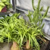 Ponytail Palm Bonsai Live Plant – Beaucarnea recurvata – Easy Care Indoor Tree - Image 1