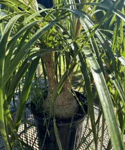 Ponytail Palm Live Plant - Beaucarnea recurvata Indoor Tree Easy Care - Image 2