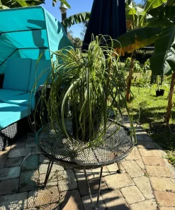 Ponytail Palm Live Plant - Beaucarnea recurvata Indoor Tree Easy Care - Image 3