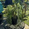 Ponytail Palm Live Plant - Beaucarnea recurvata Indoor Tree Easy Care - Image 1