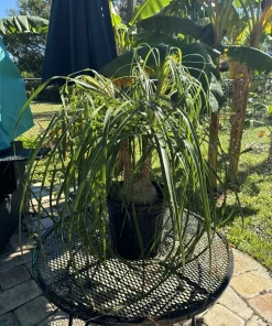 Ponytail Palm Live Plant - Beaucarnea recurvata Indoor Tree Easy Care - Image 1