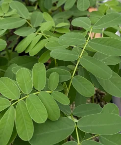 Popcorn Plant Live Plant - Fragrant Senna Cassia Shrub in 4" Pot - Image 2