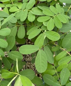 Popcorn Plant Live Plant - Fragrant Senna Cassia Shrub in 4