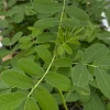 Popcorn Plant Live Plant - Fragrant Senna Cassia Shrub in 4" Pot - Image 1