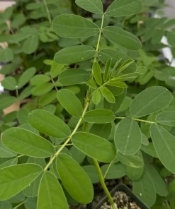 Popcorn Plant Live Plant - Fragrant Senna Cassia Shrub in 4" Pot - Image 1