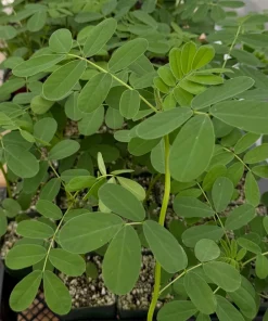 Popcorn Plant Live Plant - Fragrant Senna Cassia Shrub in 4