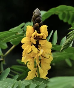 Popcorn Plant Live Plant - Fragrant Senna Cassia Shrub in 4