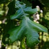 Post Oak Live Tree Plant - Quercus stellata - 18+ Inches Tall - Outdoor Shade Tree - Image 1