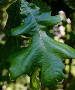 Post Oak Tree Live Plant - Quercus stellata - 18+ Inches - Outdoor - Image 1