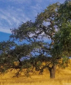Post Oak Tree Live Plant - Quercus stellata - 18+ Inches - Outdoor - Image 3