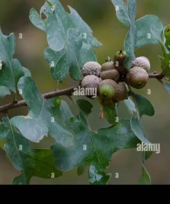 Post Oak Tree Live Plant - Quercus stellata - 18+ Inches - Outdoor - Image 4