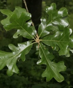 Post Oak Tree (Quercus stellata) Live Plant - 18+ Inches Tall - Outdoor Shade - Image 2