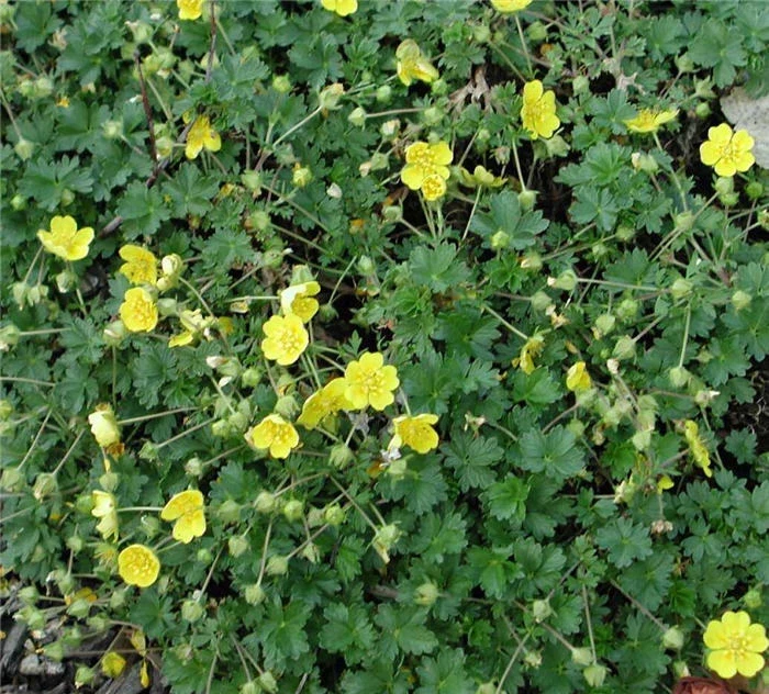 Potentilla Neumanni Nana Seeds - 1000 Count Perennial Flower Seeds Outdoor - Image 2