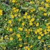 Potentilla Neumanni Nana Seeds - 1000 Count Perennial Flower Seeds Outdoor - Image 1
